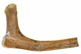 Hadrosaur (Edmontosaurus) Rib Section - South Dakota #113627-1